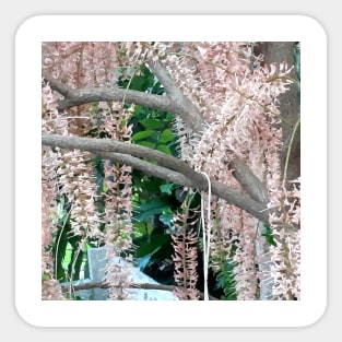 Blossom of the macadamia tree Sticker